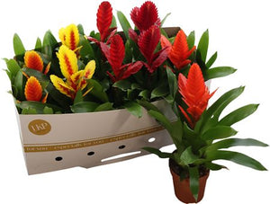 Mixed Vriesea Bromeliad – 12cm Pot, 40cm High
