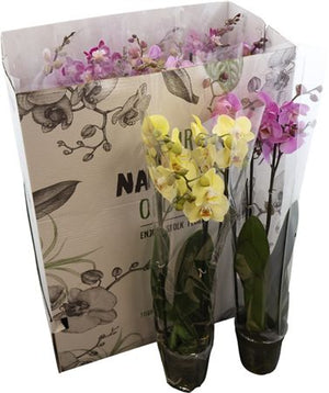 Natural Mix Phalaenopsis Orchid – 12cm Pot, 55cm