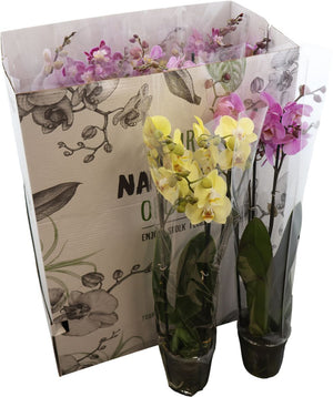 Natural Mix Phalaenopsis Orchid – 12cm Pot, 55cm