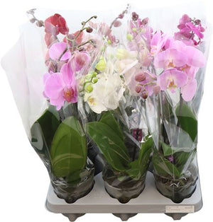 Phalaenopsis Orchid – 2 Stem, 12cm Pot