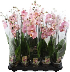 Orange Phalaenopsis Orchid – 3 Stem, 12cm Pot