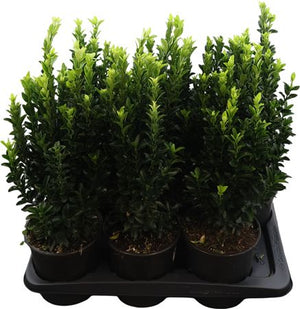 Euonymus japonicus 'Green Spire' – 17cm Pot