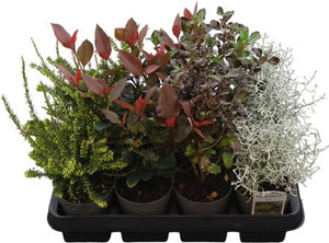 Mixed Garden Shrub – 10cm Pot, Approx. 15cm High