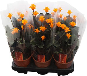 Orange Calathea Crocata – 14cm Pot, 35cm Height