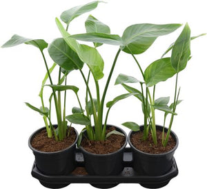 White Bird of Paradise (Strelitzia nicolai) – 19cm Pot