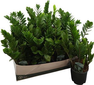 ZZ Plant (Zamioculcas zamiifolia) – 14cm Pot