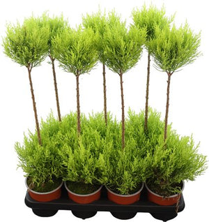 Goldcrest Monterey Cypress (Cupressus macrocarpa) – 14cm Pot