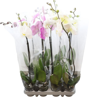Phalaenopsis Orchid 'Sweety' – 9cm Pot, 30cm