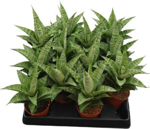 Silver Grey Sansevieria – 6cm Pot