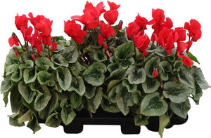 Red Cyclamen persicum ‘Mammoth’ – 17cm Pot