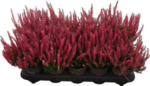 Calluna vulgaris ‘Garden Girls Franca’ Heather – 11cm Pot