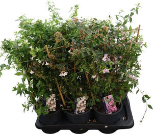 Abelia Grandiflora Flowering Garden Plant – 17cm Pot