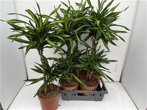 Dracaena Riki Dragon Tree – 21cm Pot, 75cm Tall