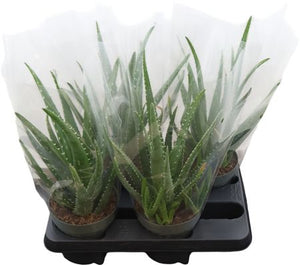 Aloe Vera Plant – 14cm Pot, Approx. 30cm High