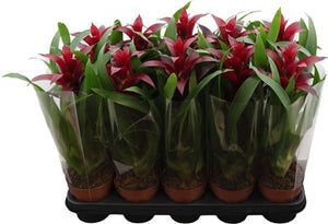 Burgundy Guzmania Bromeliad – 12cm Pot