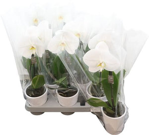 White Phalaenopsis Orchid – 9cm Ceramic Pot, 40cm