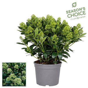 Skimmia japonica 'Finchy' – 19cm Pot