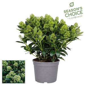 Skimmia japonica 'Finchy' – 19cm Pot