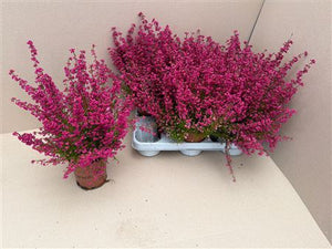 Summer Flowering Heather (Erica gracilis) – 12cm Pot