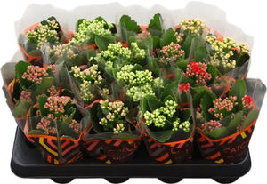 Mixed Double Kalanchoe – 8cm Pot