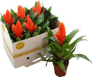 Orange Vriesea Intenso – 12cm Pot, 38cm Tall