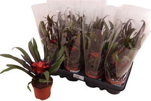 Guzmania Samba Bromeliad – 9cm Pot, 30cm High