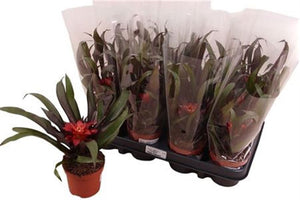 Guzmania Samba Bromeliad – 9cm Pot, 30cm High