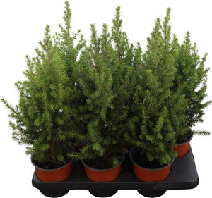 Dwarf Alberta Spruce (Picea glauca Conica) – 15cm Pot