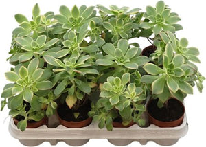 Aeonium ‘Kiwi’ Succulent – 8.5cm Pot