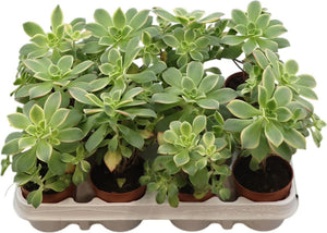 Aeonium ‘Kiwi’ Succulent – 8.5cm Pot