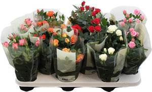 Kordana Miniature Rose Mix – 10.5cm Pot