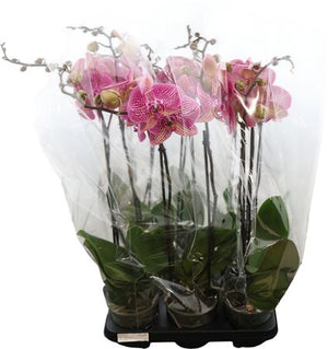 Phalaenopsis Orchid – 13cm Pot, 70cm High