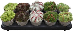 Mixed Sempervivum Houseleek – 12cm Pot