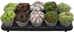 Mixed Sempervivum Houseleek – 12cm Pot