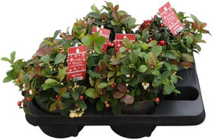 Gaultheria Red and White Berry Plant – 14cm Pot
