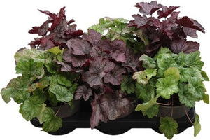 Mixed Heuchera – 14cm Pot