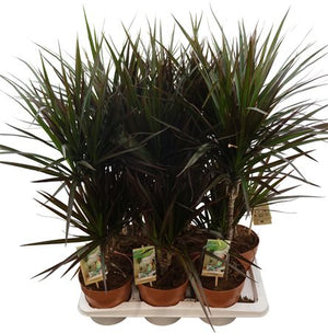 Dracaena Magenta Dragon Tree – 17cm Pot, 80cm High