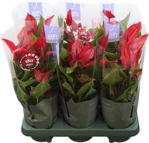 Red Anthurium Flamingo Flower – 12cm Pot, 44cm High