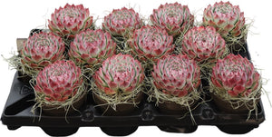 Echeveria Succulent in Stone Pot with Tillandsia