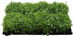 Blue Isotoma axillaris – 12cm Pot