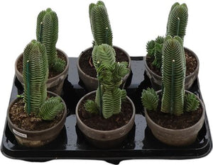 Crassula Buddha’s Temple – 11cm Pot, 30cm High