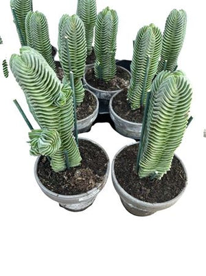 Crassula Buddha’s Temple – 11cm Pot, 30cm High