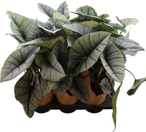 Alocasia Platinum – 17cm Pot, Approx. 70cm Tall