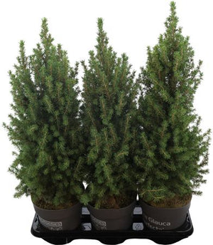 Dwarf Alberta Spruce (Picea glauca ‘Conica’) – 19cm Pot