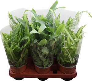 Mixed Fern Houseplant – 12cm Pot, 30cm High