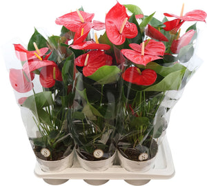 Anthurium ‘Minnesota’ – 17cm Pot, Approx. 60cm High