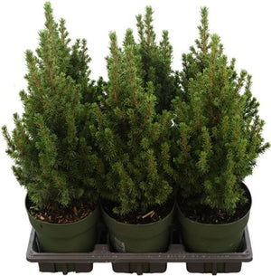 Perfecta White Spruce (Picea glauca) – 15cm Pot