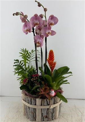 Mixed-Colour Oval Beechwood Plant Arrangement