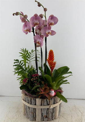 Mixed-Colour Oval Beechwood Plant Arrangement
