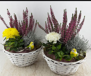 Mixed Colour Round Arrangement – White Pot